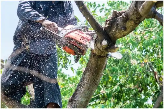 tree services Dakota Dunes